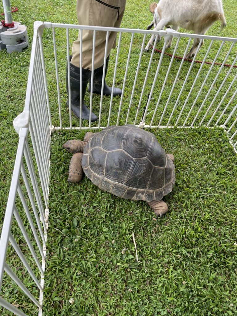 FC琉球　ミニ動物園