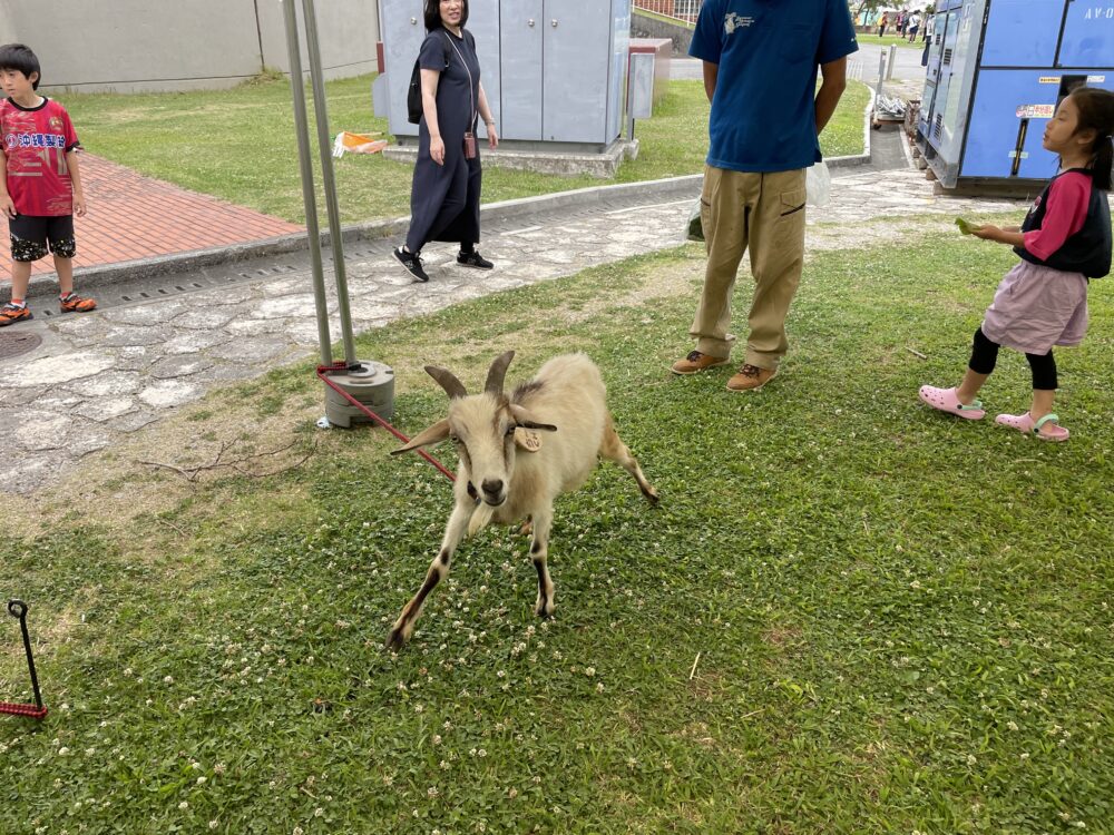 タピスタミニ動物園