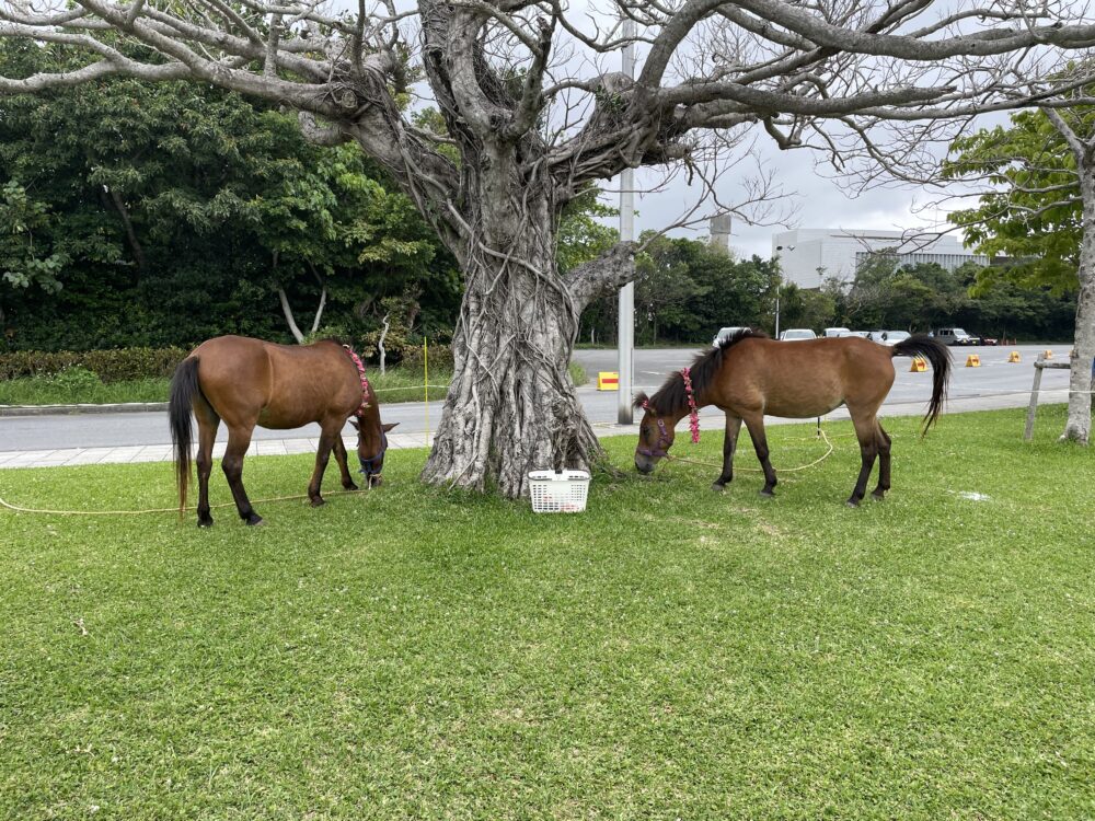 タピスタミニ動物園